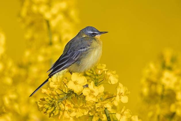  Wiesenschafstelze (Motacilla flava flava), Männchen im gelben Rapsfeld, blühendes Rapsfeld im Frühjahr *** Wiesenschafstelze motacilla Flava Flava , Male at yellow Rape field, Blühendes Rape field at Spring Copyright: imageBROKER/alimdix/xArterrax/xSven-ErikxArndt ibltsm10031822.jpg