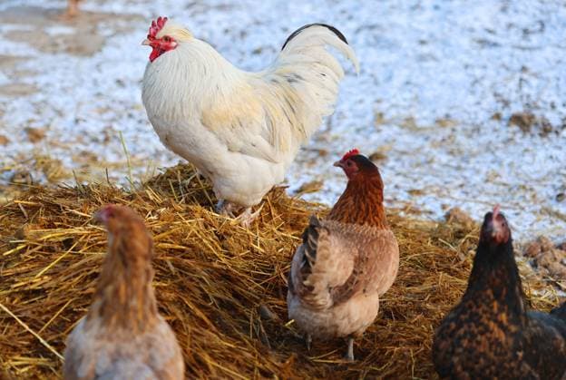 Frost 11.01.2024, Ostramondra, weisser Hahn und Huehner auf einem Misthaufen *** Frost 11 01 2024, Ostramondra, white rooster and chickens on a dung heap