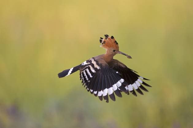  Wiedehopf (Upupa epops) mit aufgestellten Schopffedern im Flug über eine Wiese mit gefangener Engerling Beute im Schnabel *** Hoopoe Upupa epops with set up Schopfheim feathers at Flight via a Meadow with Prisoner Engerling Loot at Schnabel Copyright: imageBROKER/alimdix/xArterrax/xSven-ErikxArndt ibltsm10038529.jpg