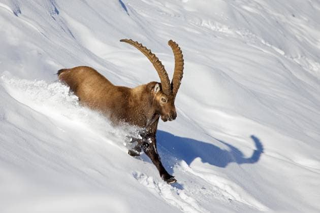 Männlicher Alpensteinbock (Capra ibex) mit großen Hörnern, der im Winter im Tiefschnee einen Berghang hinunterläuft, Nationalpark Gran Paradiso, italienische Alpen, Italien, Europa *** male Alpine ibex Capra IBEX with Big ones horns, the at Winter at Deep snow a Mountain slope runs down, National Park Gran Paradiso, Italian Alps, Italy, Europe Copyright: imageBROKER/alimdix/xArterrax/xSven-ErikxArndt ibltsm10040188.jpg 