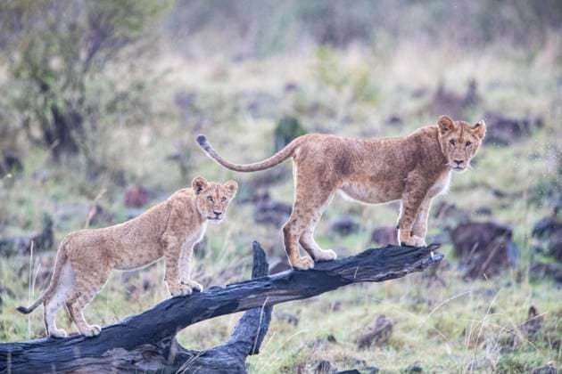  Löwe (Panthera leo) Masai Mara Kenia *** Leo Panthera Leo Masai Mara Kenya Copyright: imageBROKER/HermannxBrehm ibxhbr10035825.jpg