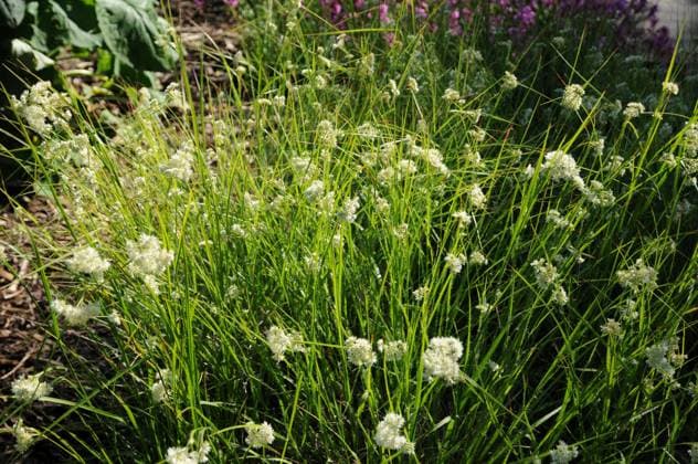 Luzula nivea, Schnee-Hainsimse, Snowy wood rush Luzula nivea, Schnee-Hainsimse, Snowy wood rush Copyright: xZoonar.com PeterxHimmelhuberx 5959807