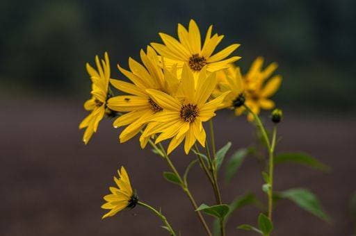 A selective focus shot of blooming Coreopsis verticillata flowers 2033107