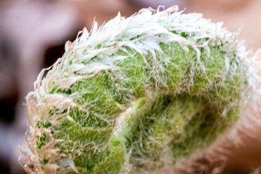 A selective focus shot of a wild Fiddlehead, ostrich fern, also known as Matteuccia struthiopteris 2067635