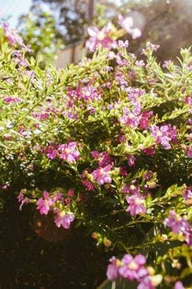A vertical shot of pink False heather flowers with green leaves on a blurred background 2069671