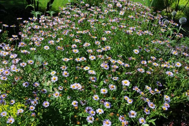 Kalimeris mongolica Antonia Kalimeris mongolica Antonia, Mongolische Schönaster, Mauve michaelmas daisy Copyright: xZoonar.com PeterxHimmelhuberx 7431261