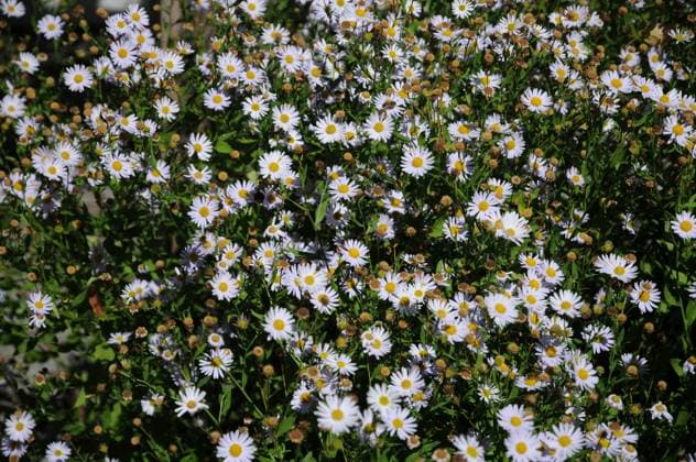Kalimeris incisa, Syn. Aster incisus, Schönaster Kalimeris incisa, Syn. Aster incisus, Schönaster Copyright: xZoonar.com PeterxHimmelhuberx 7775750