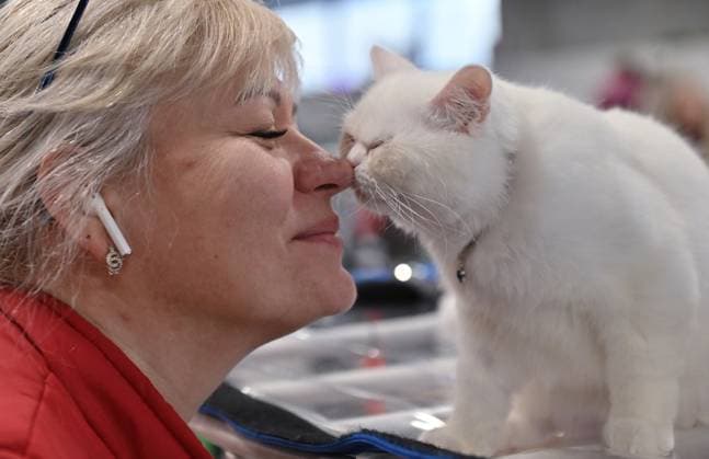 Entertainment Themen der Woche KW02 Russia Cat Show 8597889 13.01.2024 A girl with a Scottish Straight (Scottish Shorthair) breed kitten are seen during the CoShariki show of cats in Moscow, Russia. Natalia Seliverstova Sputnik Moscow Russia  Copyright: xNataliaxSeliverstovax