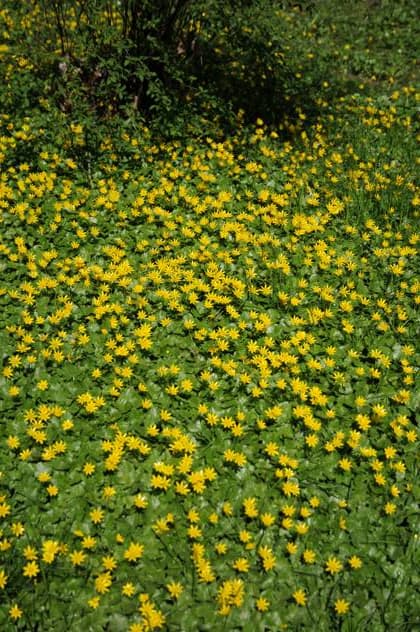 Ranunculus ficaria, Scharbockskraut, Lesser celandine Ranunculus ficaria, Scharbockskraut, Lesser celandine Copyright: xZoonar.com PeterxHimmelhuberx 9007406
