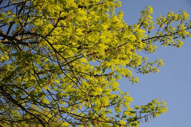 Quercus rubra, Amerikanische Roteiche, American red oak Quercus rubra, Amerikanische Roteiche, American red oak Copyright: xZoonar.com PeterxHimmelhuberx 9166747
