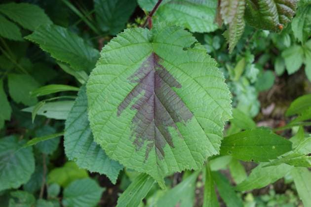 Corylus avellana, Haselnuss, Hazelnut, panaschiertes Blatt, colorful leaf Corylus avellana, Haselnuss, Hazelnut, panaschiertes Blatt, colorful leaf Copyright: xZoonar.com PeterxHimmelhuberx 10789761