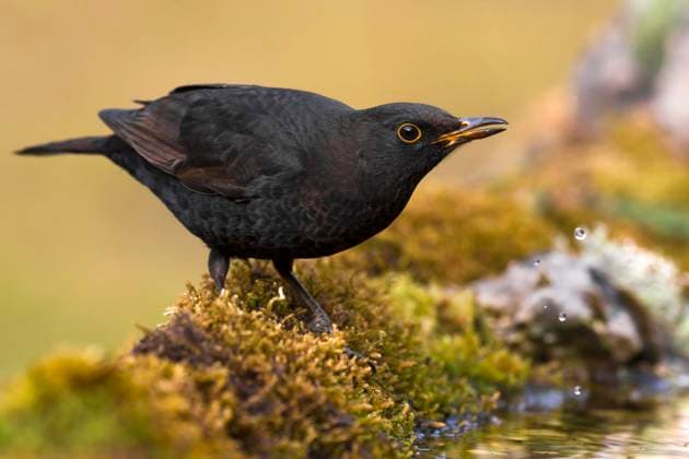 Amsel, Schwarzdrossel (Turdus merula), Maennchen trinkt am Gewaesserrand, Italien, Toskana blackbird (Turdus merula), male drinking at the water s edge, Italy, Tuscany BLWS700934 *** Blackbird, Blackbird Turdus merula , Men drinks on Waters edge, Italy, Tuscany BLACKBIRD Turdus merula , Male Drinking AT The Water S edge, Italy, Tuscany BLWS700934 Copyright: xblickwinkel AGAMI D.xOcchiatox