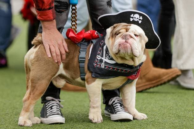 Entertainment Themen der Woche KW02 Water Street Pirate - Kostümwettbewerb für Hunde in Tampa Florida January 14, 2024, Tampa, Florida, USA: Zeus the English Bulldog poses for a photo and is among the dozens of dogs dressed in pirate themed attire at the Water Street pirate pup costume contest on Sunday, Jan. 14, 2024 in Tampa. Tampa USA - ZUMAs70_ 20240114_zan_s70_030 Copyright: xLuisxSantanax