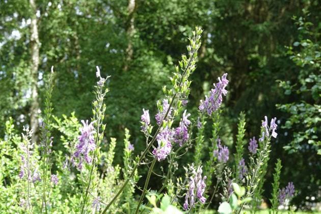 Aconitum napellus, Blauer Eisenhut, monkshood Aconitum napellus, Blauer Eisenhut, monkshood Copyright: xZoonar.com PeterxHimmelhuberx 17337490