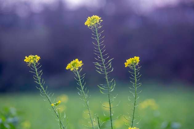 Raps ( Brassica napus ), auch Reps oder Lewat genannt, ist eine Pflanzenart aus der Gattung Kohl ( Brassica ) innerhalb der Familie der Kreuzblütengewächse ( Brassicaceae ). Winterraps *** Oilseed rape Brassica napus , also called Reps or Lewat, is a plant species from the cabbage genus Brassica within the cruciferous family Brassicaceae Winter rape