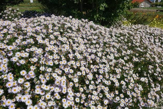 Kalimeris incisa Madiva, Schoenaster, kalimeris aster Kalimeris incisa Madiva, Schoenaster, kalimeris aster Copyright: xZoonar.com PeterxHimmelhuberx 17566179