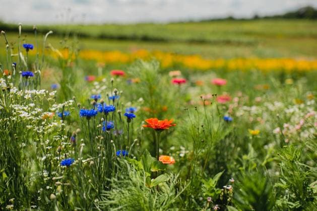 Field of colorful summertime flowers in Michigan Grand Rapids, Michigan, United States R_AKAO240110-1316560-01