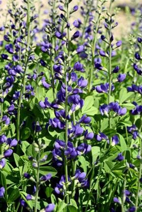 Faerberhuelse, Baptisia tinctoria, ist eine wichtige Heilpflanze mit blauen Blueten und wird viel in der Medizin verwendet. Sie ist eine Staude und gehoert zu den Faerber-Pflanzen. Shell dyer, Baptisia tinctoria, is an important medicinal plant with blue flowers and is widely used in medicine. It is a perennial and belongs to the dyer plants. Faerberhuelse, Baptisia australis, Tinctoria, Indigolupine *** Faerberhuelse, Baptisia tinctoria, is an important medicinal plant with blue flowers and is widely used in medicine It is a perennial and belongs to the Faerber plants Shell dyer, Baptisia tinctoria, is an important medicinal plant with blue flowers and is widely used in medicine It is a perennial and belongs to the dyer plants Faerberhuels