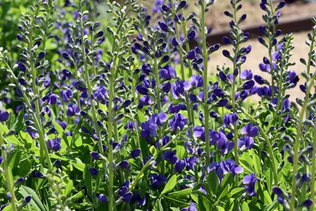 Faerberhuelse, Baptisia tinctoria, ist eine wichtige Heilpflanze mit blauen Blueten und wird viel in der Medizin verwendet. Sie ist eine Staude und gehoert zu den Faerber-Pflanzen. Shell dyer, Baptisia tinctoria, is an important medicinal plant with blue flowers and is widely used in medicine. It is a perennial and belongs to the dyer plants. Faerberhuelse, Baptisia australis, Tinctoria, Indigolupine *** Faerberhuelse, Baptisia tinctoria, is an important medicinal plant with blue flowers and is widely used in medicine It is a perennial and belongs to the Faerber plants Shell dyer, Baptisia tinctoria, is an important medicinal plant with blue flowers and is widely used in medicine It is a perennial and belongs to the dyer plants Faerberhuels