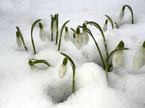 Schneegloeckchen, Galanthus nivalis, ist eine Blume die im Winter blueht und eine wichtige Heilpflanze. Snowdrop, Galanthus nivalis, is a flower that blooms in winter and is an important medicinal plant. Schneegloeckchen, Galanthus nivalis *** Snowdrop, Galanthus nivalis, is a flower that blooms in winter and is an important medicinal plant Snowdrop, Galanthus nivalis, is a flower that blooms in winter and is an important medicinal plant Snowdrop, Galanthus nivalis