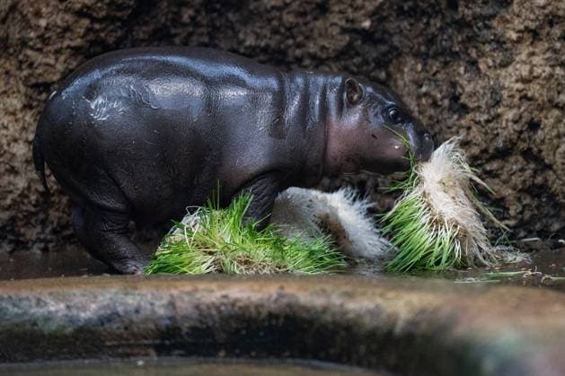 Entertainment Themen der Woche KW03 Entertainment Bilder des Tages Flusspferd-Nachwuchs im Zoo Dvur Kralove, Tschechien The release of a rare Liberian hippopotamus baby into the indoor exhibit at the Dvur Kralove Safari Park in Dvur Kralove nad Labem, Czech Republic, January 15, 2024. (CTKxPhoto DavidxTanecek) CTKPhotoP2024011504056  CTKPhotoP2024011504056