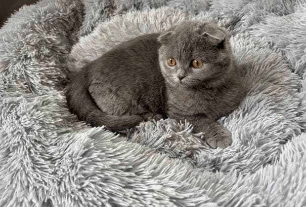 Kätzchen, Kitten, junge graue Britisch Kurzhaar Katze *** Kittens, Kitten, Boy Grey British Shorthair Cat 1088816353