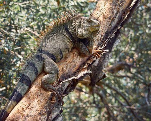 Green iguana resting on a tree while sunbathing. Fauna from south america, Colombia. 2143003 RECORD DATE NOT STATED