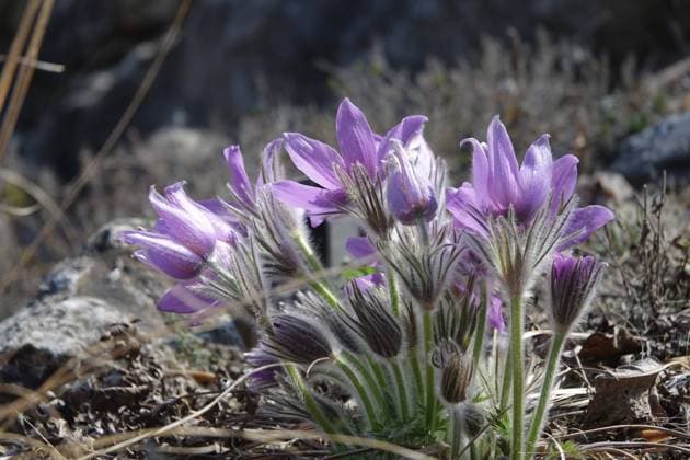 Pulsatilla vulgaris, Kuechenschelle, pasque flower Pulsatilla vulgaris, Kuechenschelle, pasque flower Copyright: xZoonar.com PeterxHimmelhuberx 18466987