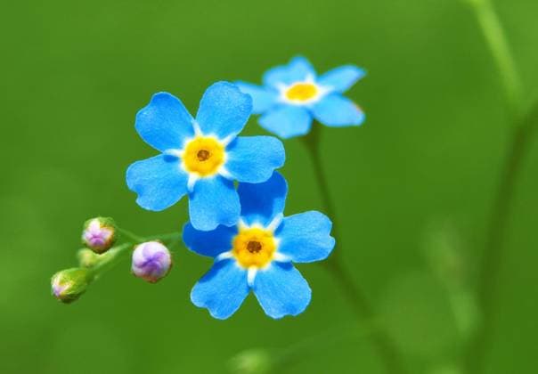  Nahaufnahme des Vergissmeinnicht (myosotis palustris), bei Wallgau, Bayern, Deutschland, Europa *** Close-up of Forget-me-not Myosotis palustris , at Wallgau, Bavaria, Germany, Europe Copyright: imageBROKER/Dirkxv.xMallinckrodt ibldvm10060339.jpg