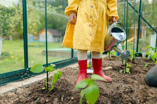 IMAGO Creative: Garten, Anbau im Gewächshaus Little girl taking care of plants when watering them in eco greenhouse, learn gardening, close-up A little girl taking care of plants when watering them in eco greenhouse, learn gardening, close-up model released Copyright: xx DSC_9751.jpeg