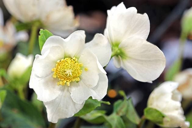 Christrose zur Blütezeit Die Christrose, die auch unter den Namen Schneerose oder schwarze Nieswurz bekannt ist, während der Blüte in der zweiten Januarhälfte. *** Christmas rose in bloom The Christmas rose, also known as the snow rose or black hellebore, in bloom in the second half of January