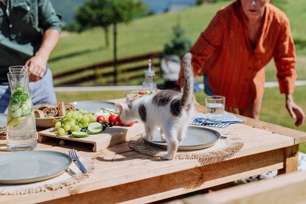 Cat smelling food at family grill party. Cat smelling food at family bbq party. model released Copyright: xx HHH FAMILY POOL PARTY 2022 HHH 099