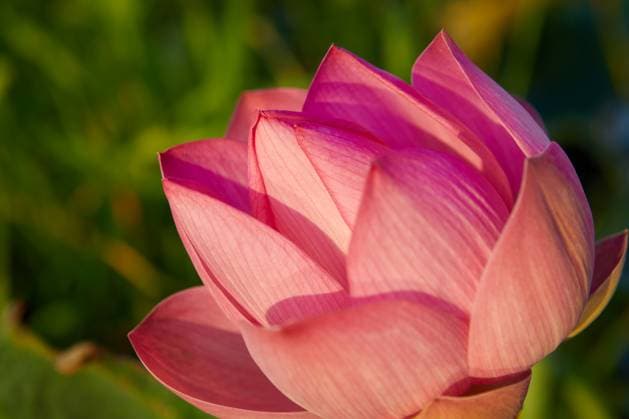 Close-up of pink water lily in bloom Kanchanaburi, Kanchanaburi, Thailand R_GXKV240116-1329774-01