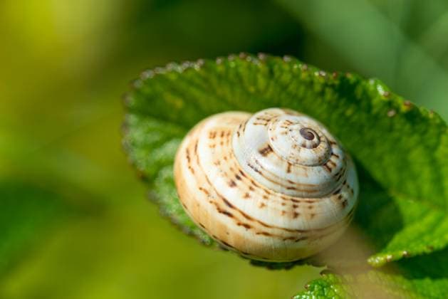  Mittelmeer-Sandschnecke (Theba pisana), Neozoon, Schneckengehäuse auf einem grünen Blatt, Dünengürtel, Insel Helgoland, Schleswig-Holstein, Deutschland, Europa *** Mediterranean Sand snail Theba pisana , Neozoon, Worm housing at a Greens Leaf, Dune belt, Island Heligoland, Schleswig Holstein, Germany, Europe Copyright: imageBROKER/CarolaxVahldiek ibxcva10061820.jpg