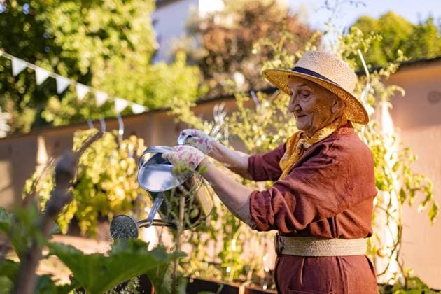 IMAGO Creative: Garten, Anbau im Hochbeet Portrait of senior woman taking care of tomato plants in urban garden. Portrait of senior woman taking care of tomato plants in urban garden. Elderly woman watering tomatoes in raised beds in community garden in her apartment complex. model released Copyright: xx HHH SENIOR URBAN GARDEN 2023 HHH 043