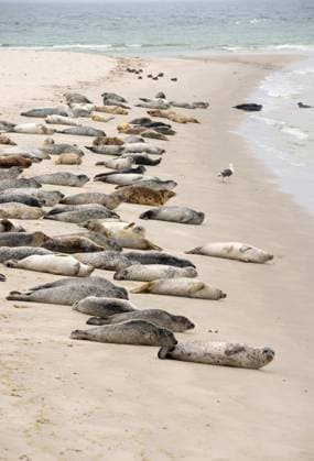  Europäische Seehunde (Phoca vitulina vitulina) und Kegelrobben (Halichoerus grypus) ruhen, Kolonie, Mantelmöwe (Larus marinus), Heringsmöwe (Larus fuscus) und Eiderenten (Somateria mollissima), Sandstrand der zu Helgoland gehörenden Insel Düne, Nordsee, Schleswig-Holstein, Deutschland, Europa *** European Seals Phoca vitulina vitulina and Grey seals Halichoerus grypus rest, Colony, Mantle Gull Larus Marinus , lesser black-backed gull Larus fuscus and Eider ducks Somateria mollissima , sandy beach the to Helgoland belong to Island Dune, North Sea, Schleswig Holstein, Germany, Europe Copyright: imageBROKER/CarolaxVahldiek ibxcva10061887.jpg