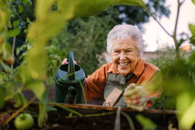 IMAGO Creative: Garten, Anbau im Hochbeet Close up of senior woman in wheelchair taking care of zucchini plant in urban garden. Close up of senior woman in wheelchair taking care of zucchini plant in urban garden. Elderly woman waterng plants in raised beds in community garden in her apartment complex. Shot from above. model released Copyright: xx HHH SENIOR URBAN GARDEN 2023 HHH 068.jpeg