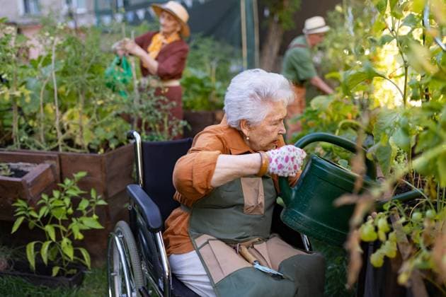 IMAGO Creative: Garten, Anbau im Hochbeet Close up of senior woman in wheelchair taking care of vegetable plants in urban garden. Close up of senior woman in wheelchair taking care of vegetable plants in urban garden. Elderly woman waterng plants in raised beds in community garden in her apartment complex. Nursing home residents gardening outdoors. model released Copyright: xx HHH SENIOR URBAN GARDEN 2023 HHH 070