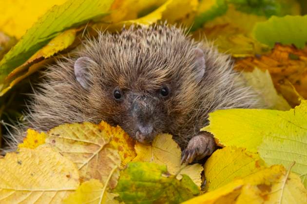 IMAGO Creative: Jahreszeit Herbst, Igel beziehen Winterquartier Braunbrustigel (Erinaceus europaeus) inmitten gefallener Herbstblätter, Suffolk, England, Großbritannien, Europa *** Brown-chested hedgehog Erinaceus europaeus in the middle of fallen Autumn leaves, Suffolk, England, Great Britain, Europe Copyright: imageBROKER KevinxSawford ibxksa10056519.jpg