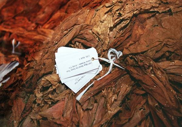 2 18 98 TOBACCO-- Burley cured tobacco with blue mold. The tobacco was grown as a test plot for Watauga County North Carolina Extension Service. CONGRESSIONAL QUARTERLY PHOTO BY DOUGLAS GRAHAM EDITORIAL USE ONLY Copyright: xx x cqphotos003467