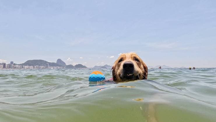 IMAGO Creative, Jahreszeit Sommer, Hitze Entertainment Bilder des Tages January 17, 2024, Rio De Janeiro, Rio De Janeiro, Brazil: A Golden Retriever makes a splash at Copacabana beach in Rio de Janeiro, where locals embrace the waves to beat the scorching heat, reaching heat indexes of over 110 degrees during the city s first summer heatwave. Rio De Janeiro Brazil - ZUMAk251 20240117_znp_k251_006 Copyright: xBobxKarpx