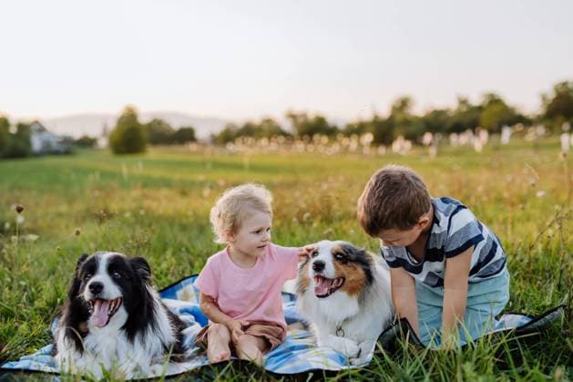Little children with collies outdoor, having picnic. Little children with dogs outdoor, having picnic. model released Copyright: xx HHH SOLO TZ DETI MIX III 2022 HHH 097