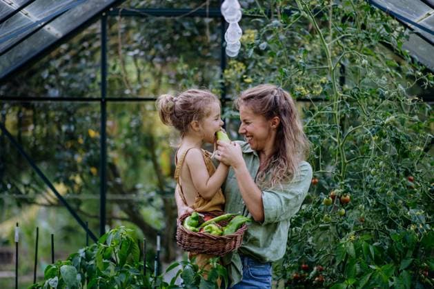 IMAGO Creative: Garten, Anbau im Gewächshaus Happy mother with little daughter tasting fresh harvest when standing in a greenhouse A happy mother with little daughter tasting fresh harvest when standing in a greenhouse model released Copyright: xx HHH SUMMER GARDENING BODOVCI 2022 HHH 217