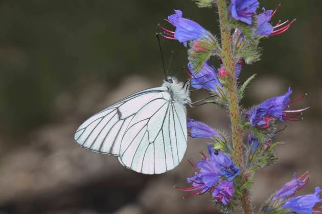 Baumweissling, Baum-Weissling (Aporia crataegi), sitzt an Natternkopf, Echium vulgare, Deutschland black-veined white (Aporia crataegi), sits on viper s bugloss, Echium vulgare, Germany BLWS701686 *** Tree white, Tree Whiting Aporia crataegi , sits to Vipers bugloss, Echium vulgare, Germany Black veined White Aporia crataegi , sits ON Viper S bugloss, Echium vulgare, Germany BLWS701686 Copyright: xblickwinkel W.xWillnerx