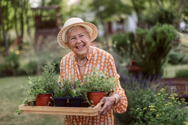 Senior woman harvesting herbs in her garden during summer evening, holding tray with herbs and smiling. Senior woman harvesting herbs in her garden during sunny summer evening, holding tray with herbs and smiling. model released Copyright: xx SENIORS SPRING MOOD 202265