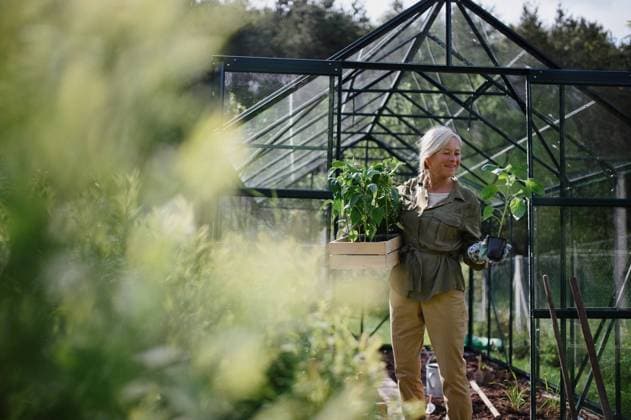 IMAGO Creative: Garten, Anbau im Gewächshaus Senior gardener woman carrying crate with plants in greenhouse at garden. Senior gardener woman carrying a crate with plants in greenhouse at garden. model released Copyright: xx Three Senior Friends at home 171