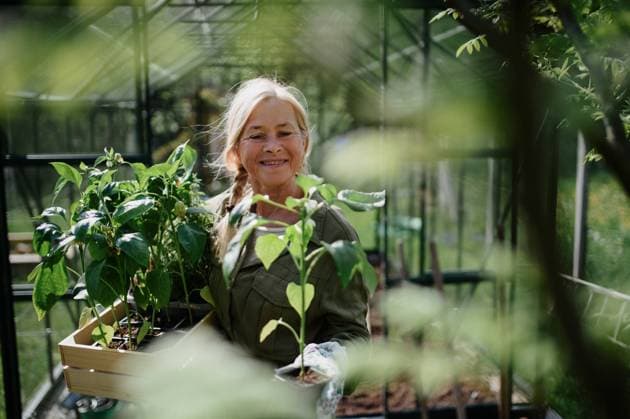 IMAGO Creative: Garten, Anbau im Gewächshaus Senior gardener woman carrying crate with plants in greenhouse at garden, smiling. A senior gardener woman carrying crate with plants in greenhouse at garden, smiling. model released Copyright: xx Three Senior Friends at home 173_1