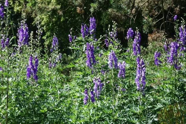 Aconitum variegatum, Bunter Eisenhut, variegated aconite Aconitum variegatum, Bunter Eisenhut, variegated aconite Copyright: xZoonar.com PeterxHimmelhuberx 20455306