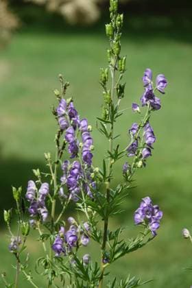 Aconitum columbianum, nordamerikanischer Eisenhut, Columbia monkshood Aconitum columbianum, nordamerikanischer Eisenhut, Columbia monkshood Copyright: xZoonar.com PeterxHimmelhuberx 20557805