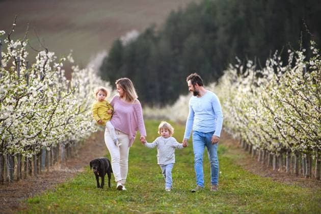Family with two small children and dog walking outdoors in orchard in spring. Front view of family with two small children and dog walking outdoors in orchard in spring. model released Copyright: xx Spring_Bodovci_2020_470